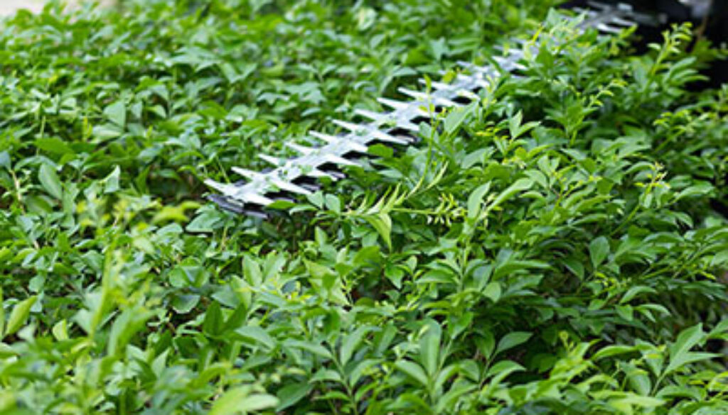 image of hedge trimmer trimming green hedges