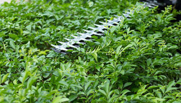 image of hedge trimmer trimming green hedges