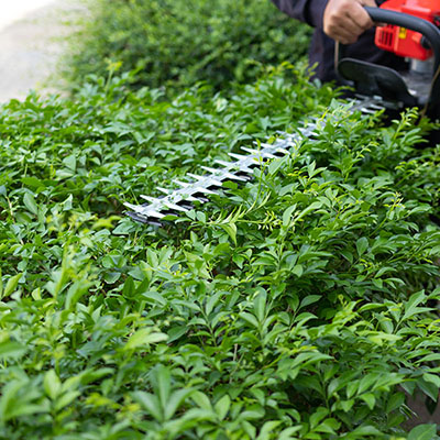 image of hedge trimmer trimming green hedges